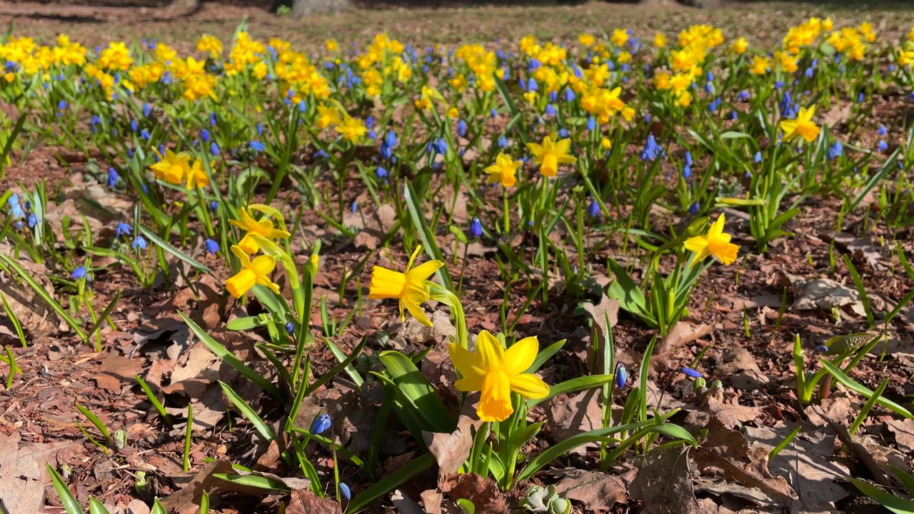 春天公园里开着黄色水仙花的草坪视频素材