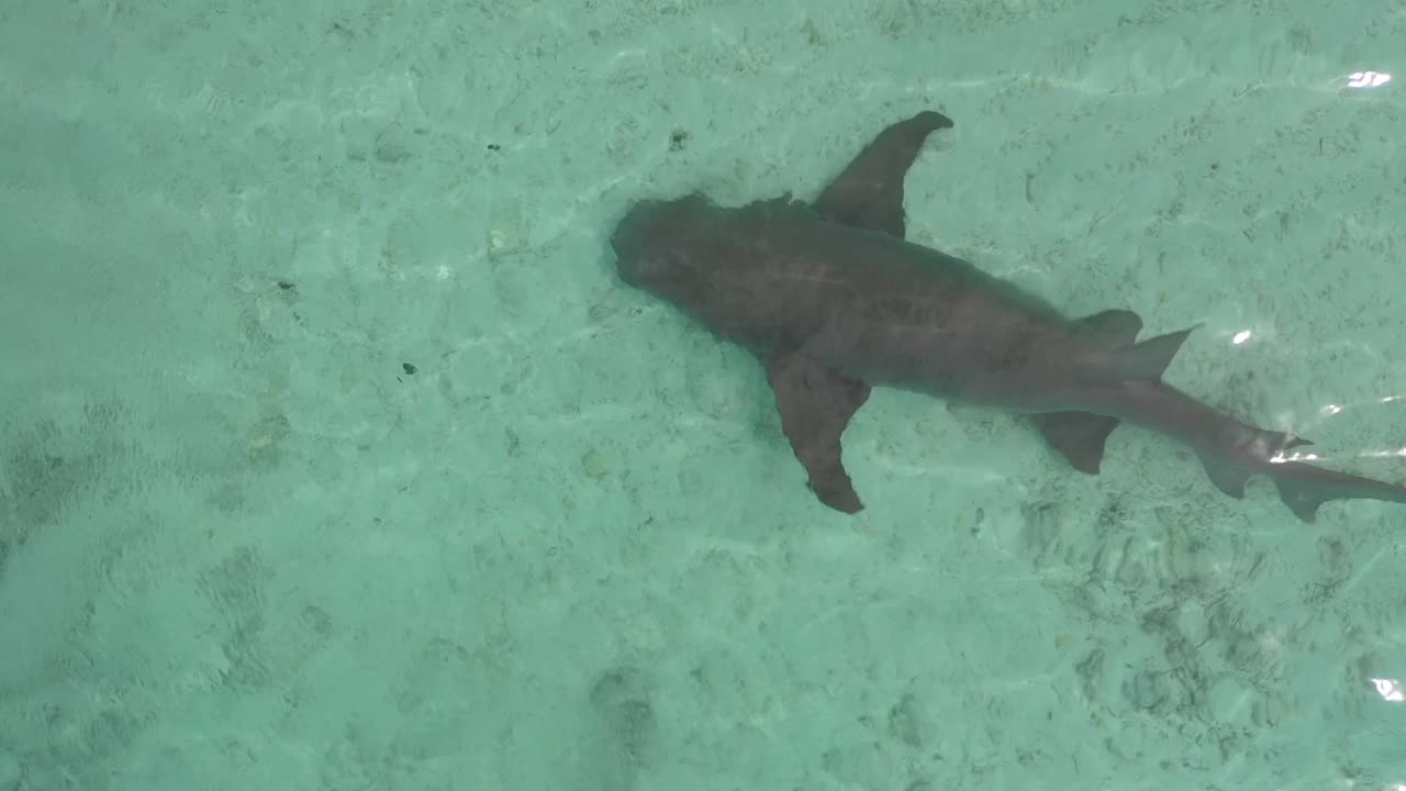 礁鲨在印度洋海滩上急速游动视频下载