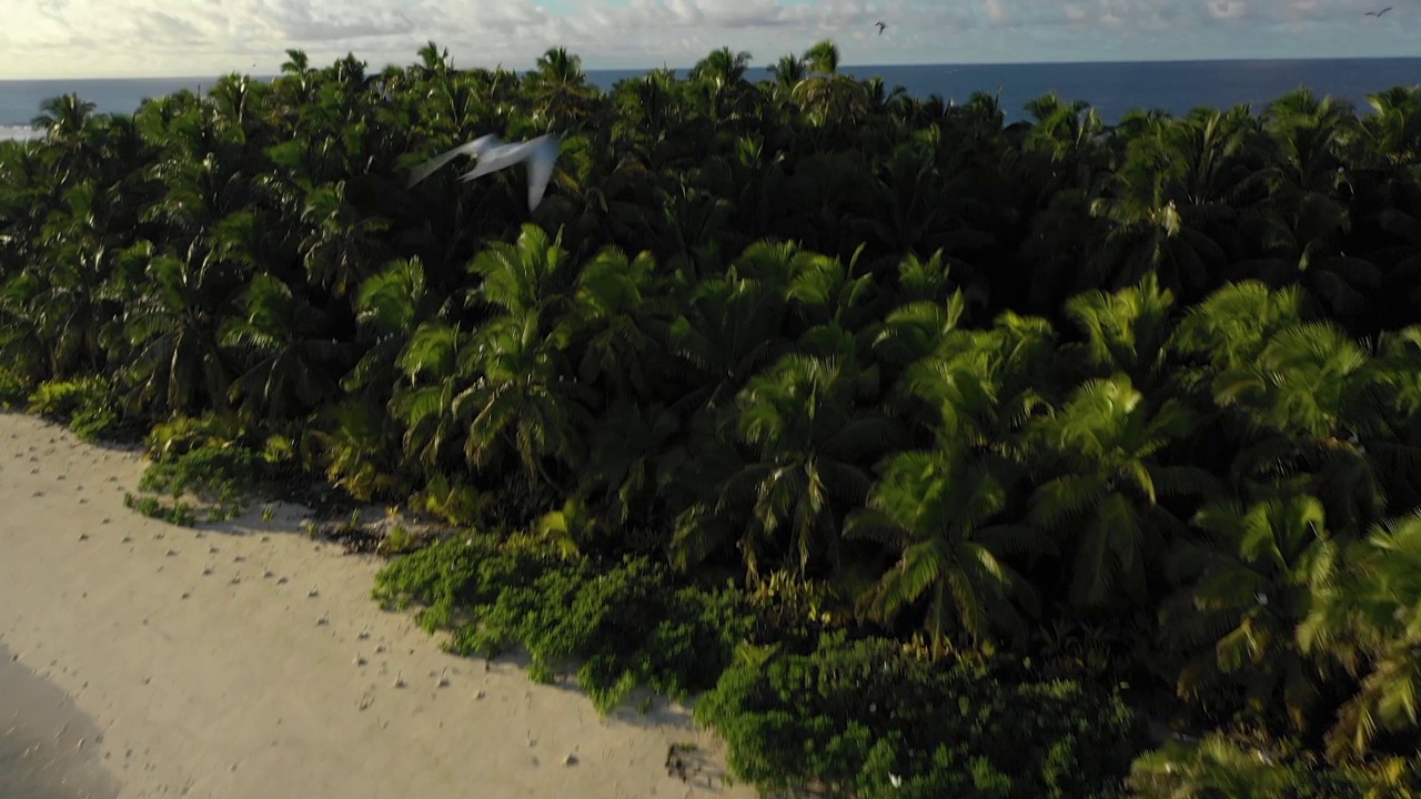 印度洋领土无人机与鸟类飞行视频下载