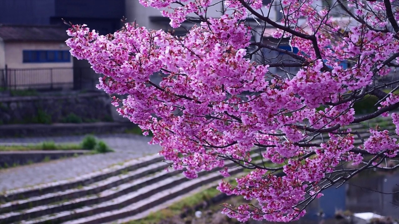 樱花盛开的樱花枝，美丽的日本樱花枝。视频下载