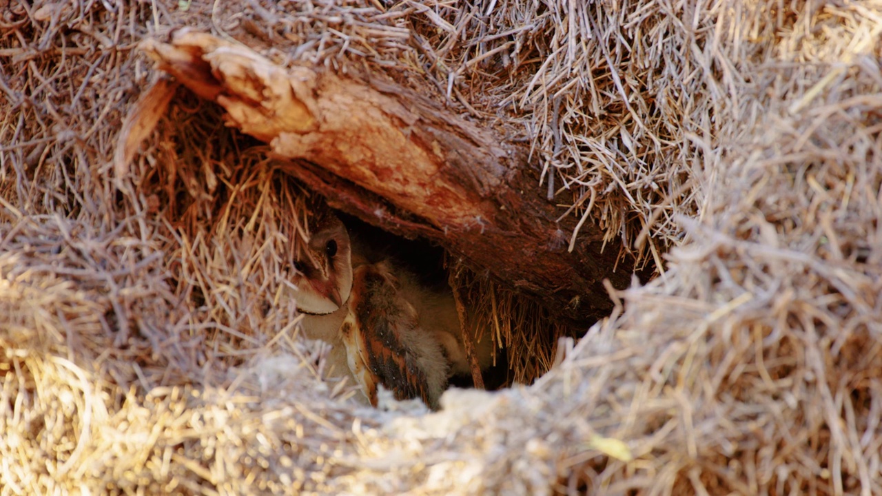 仓鸮在树上的巢里视频素材