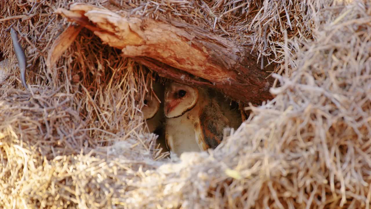 一只蜥蜴在仓鸮的窝里视频素材