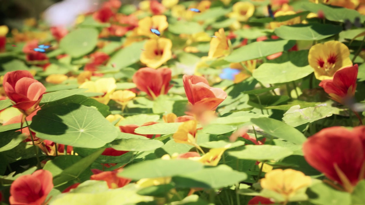 色彩缤纷的春天花园-花和俏皮的蝴蝶- 4K 3D动画视频下载
