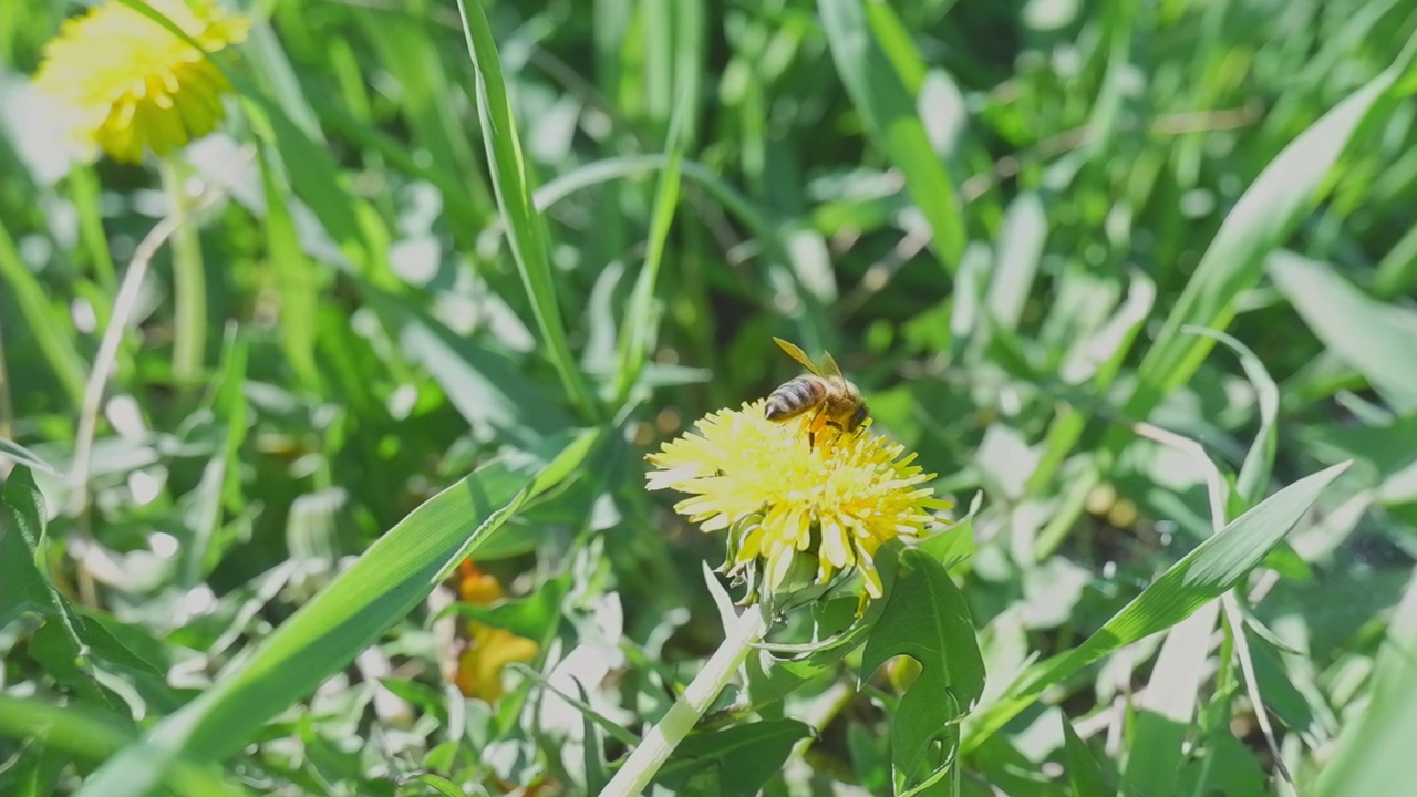 一只蜜蜂在蒲公英上特写。一朵花上的蜜蜂特写。蜜蜂采集花粉视频素材