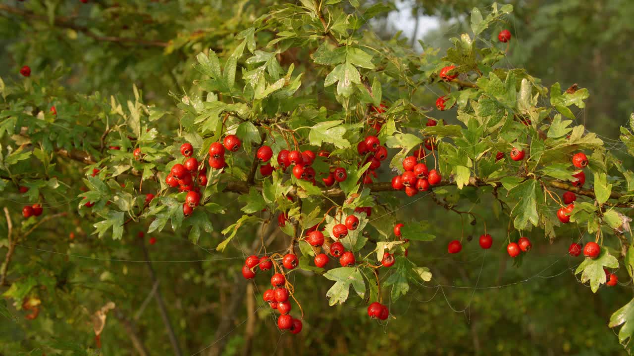 山楂属植物的果实，通常被称为山楂、quickthorn、thorapple、May-tree、whitethorn或hawberry，视频下载