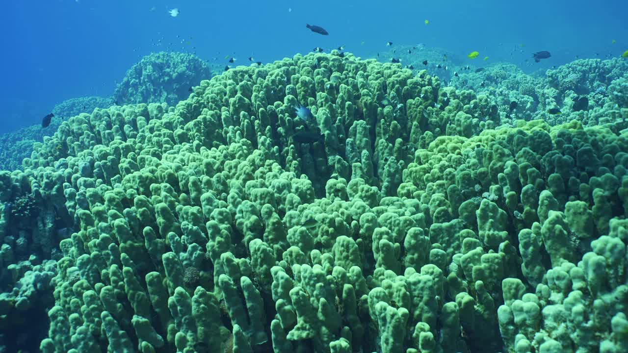 硬珊瑚群落的Porites，热带鱼游在珊瑚礁的顶部视频下载