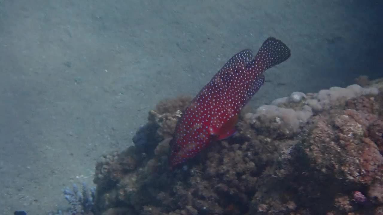 红珊瑚石斑鱼-红海珊瑚礁的居民视频素材