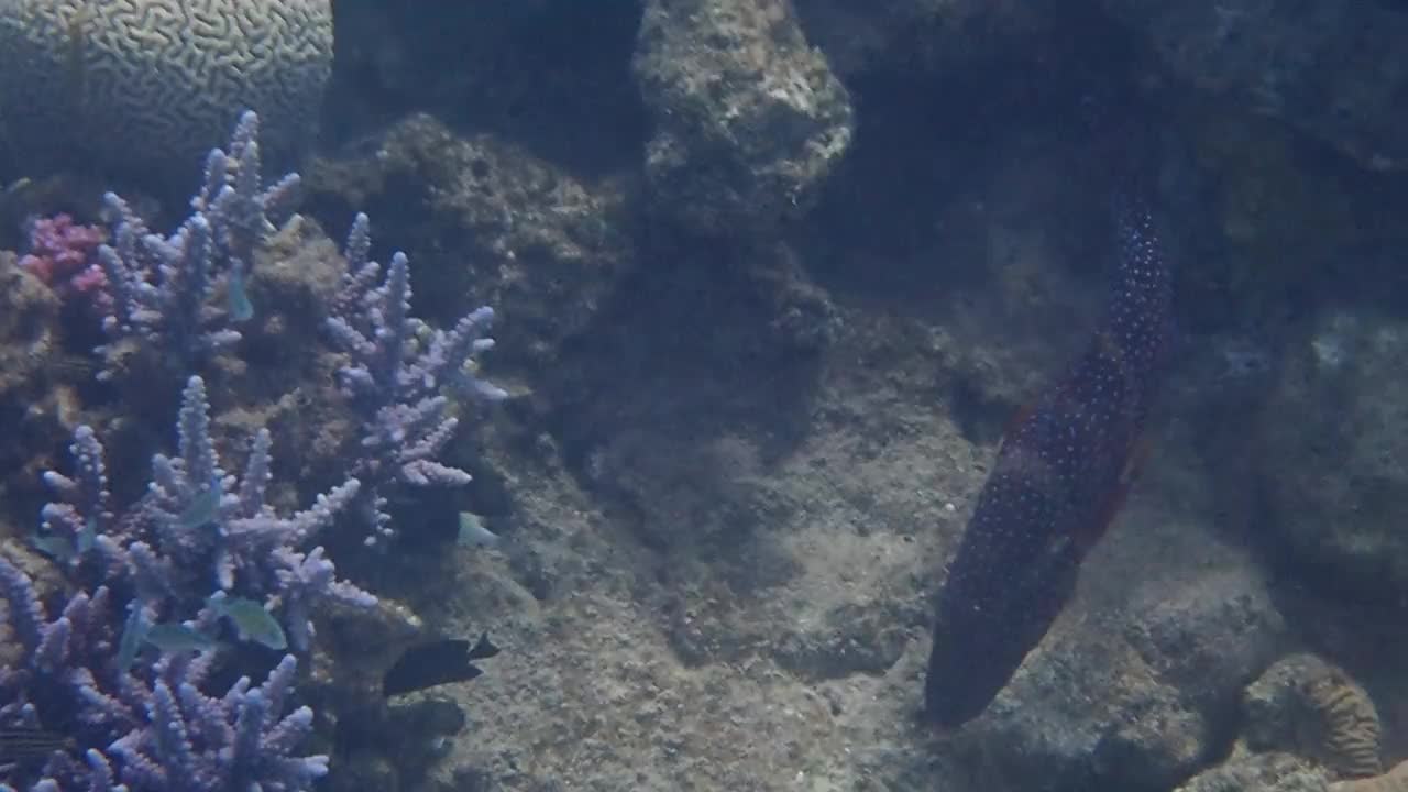 红珊瑚石斑鱼-红海珊瑚礁的居民视频素材