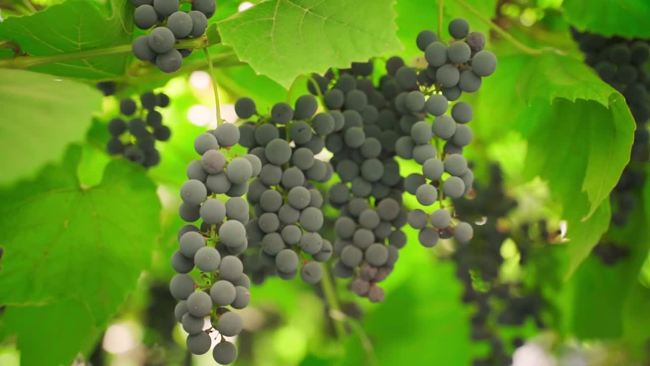 葡萄园里一簇簇深蓝色的葡萄，镜头移动流畅。种植酿酒葡萄视频素材