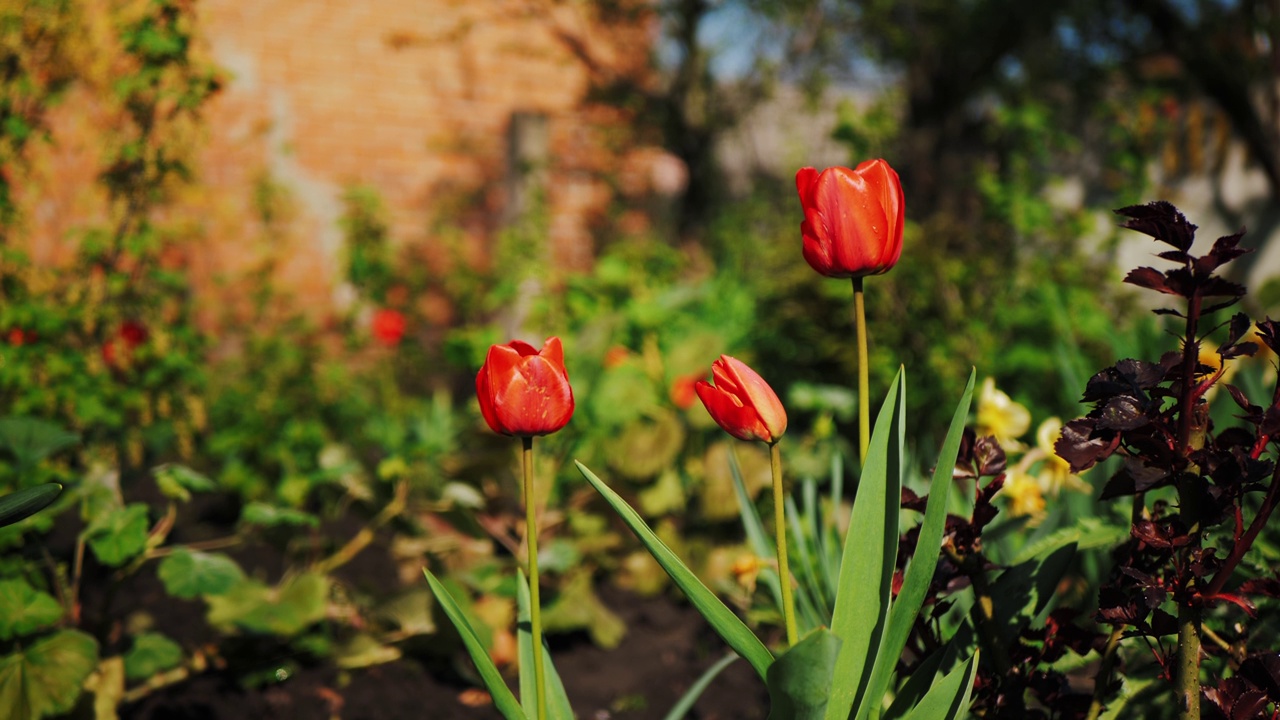红色的郁金香在花园里自然的自然背景。视频素材