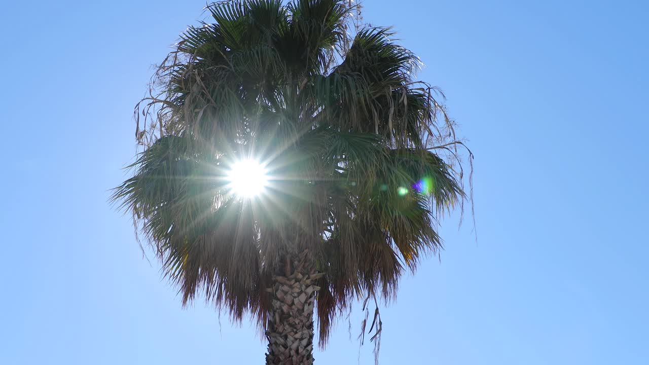 棕榈树在夏天有绿色的叶子视频素材