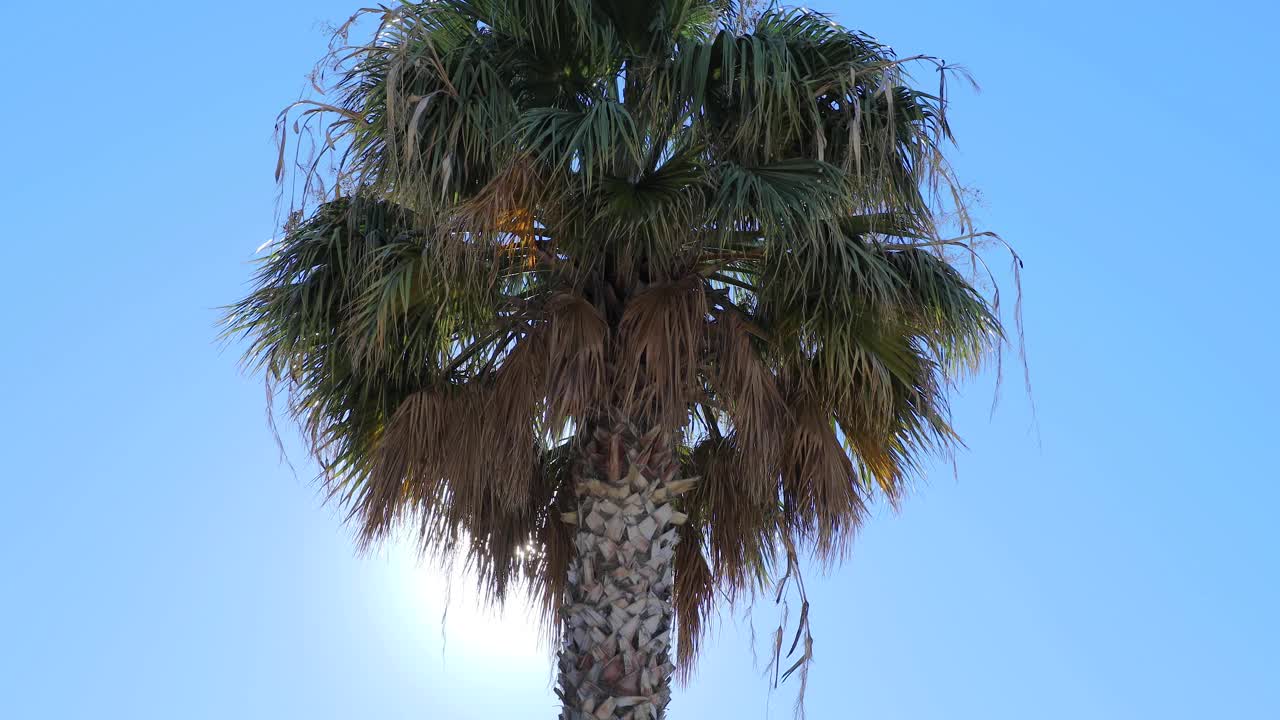 棕榈树在夏天有绿色的叶子视频素材