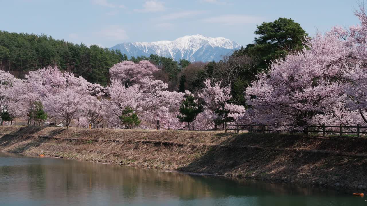 樱花盛开的雪山(日本长野县仙道岳山)视频下载