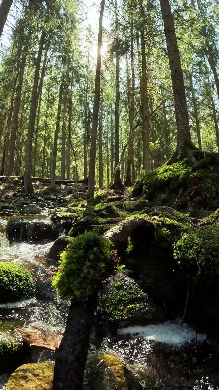 芬兰国家公园里清澈的小溪视频下载