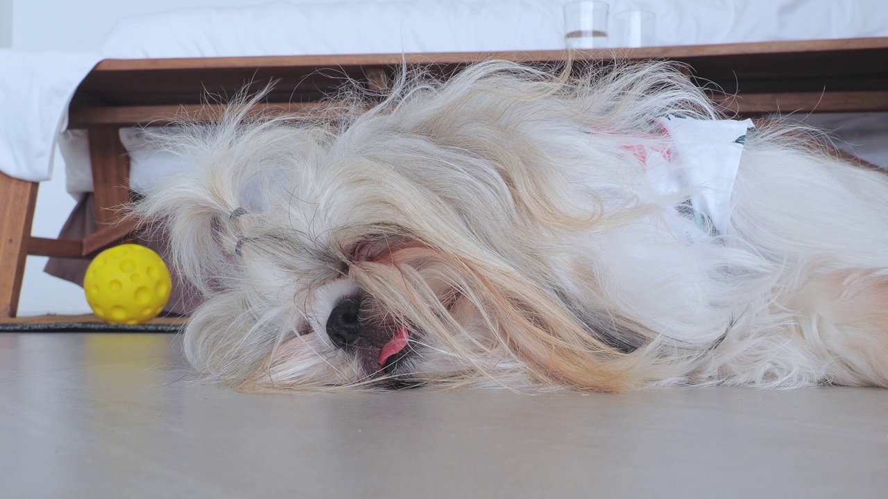 一只可爱的西施小狗的特写脸，下巴和舌头躺在地板上睡觉。视频素材