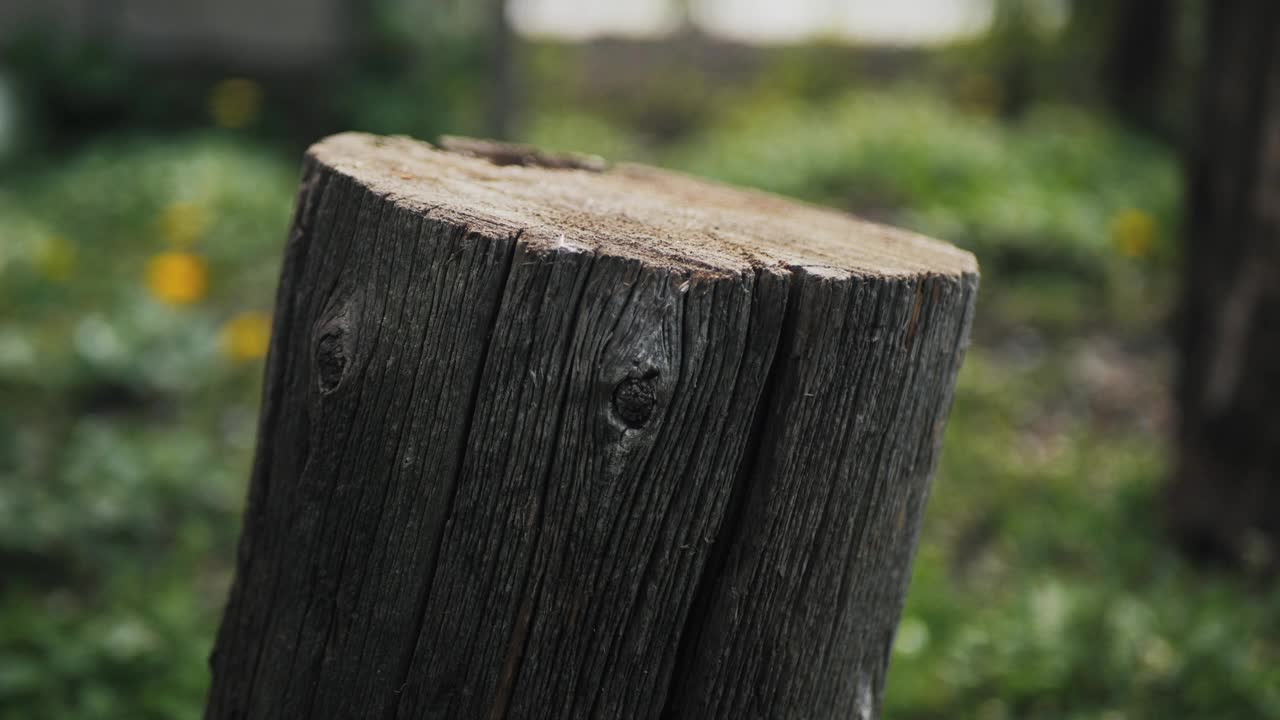自然背景上的老树桩视频素材