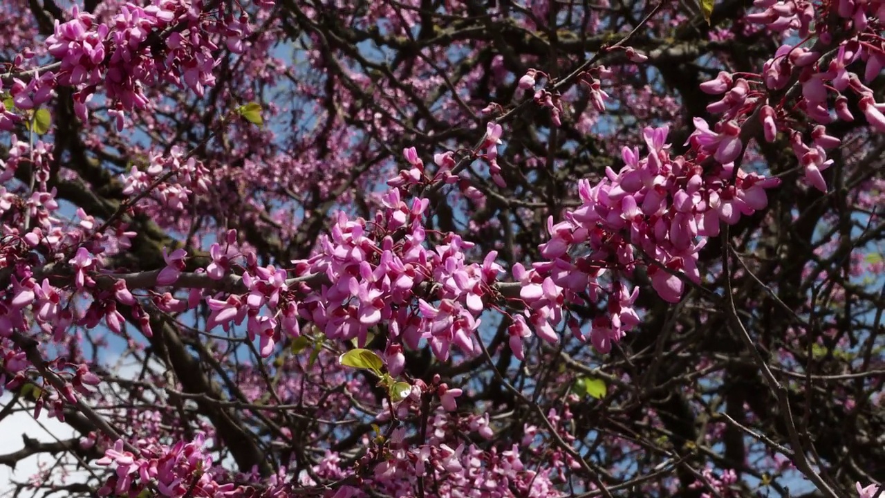 春天开花的树，粉红色的花，用作背景。4 k决议。完整的框架视频下载