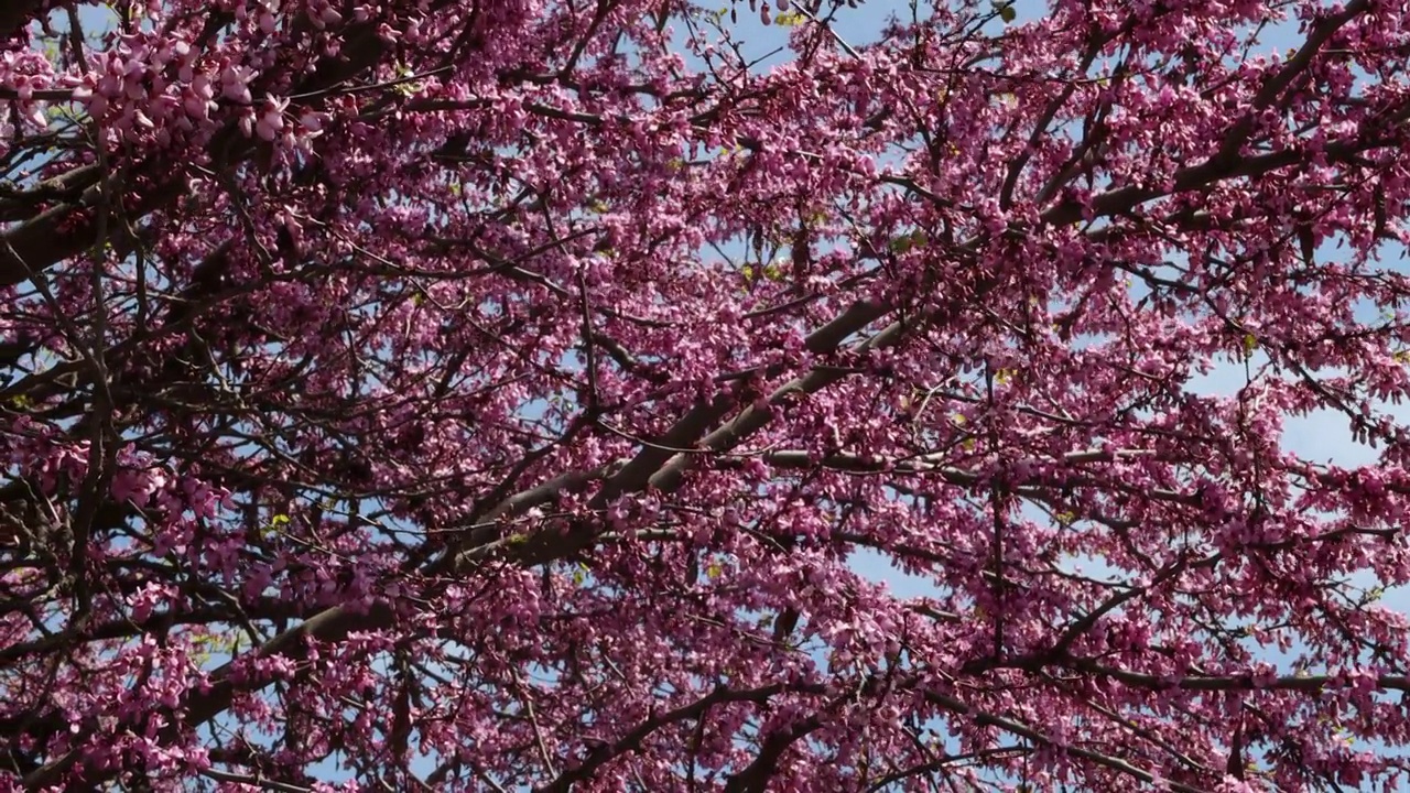 春天开花的树，粉红色的花，用作背景。4 k决议。完整的框架视频下载