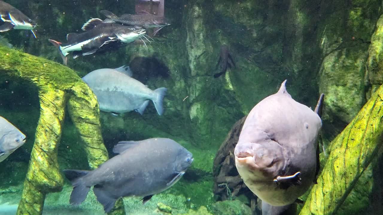 帕库鱼在水族馆里游泳。Tambaqui，巨像。野生动物。视频素材