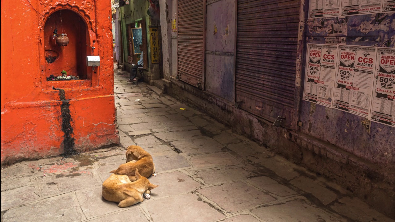 印度北方邦瓦拉纳西狭窄的街道上，人们从熟睡的狗身边经过视频下载