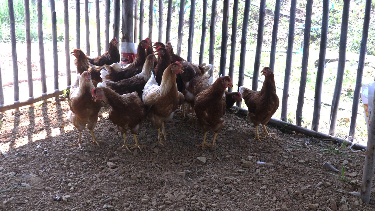 农场里的鸡正在快乐地走着视频下载