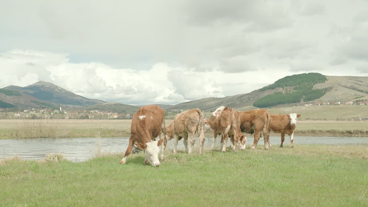 奶牛在河边的草地上吃草，奶牛视频下载