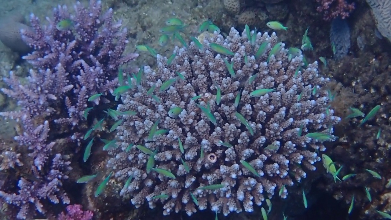 红海珊瑚礁中外来鱼类的生物多样性视频素材