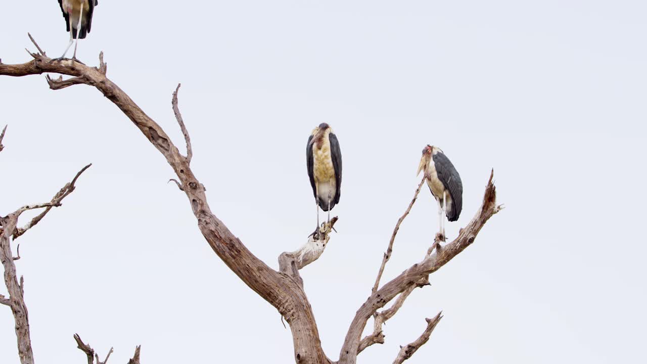 南非，博茨瓦纳，乔贝国家公园，一群马拉布鹳栖息在树枝上视频素材