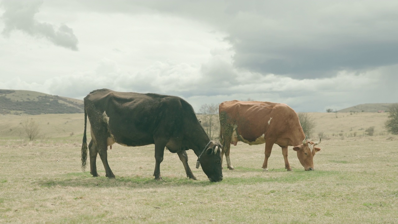 奶牛在河边的草地上吃草，奶牛视频下载