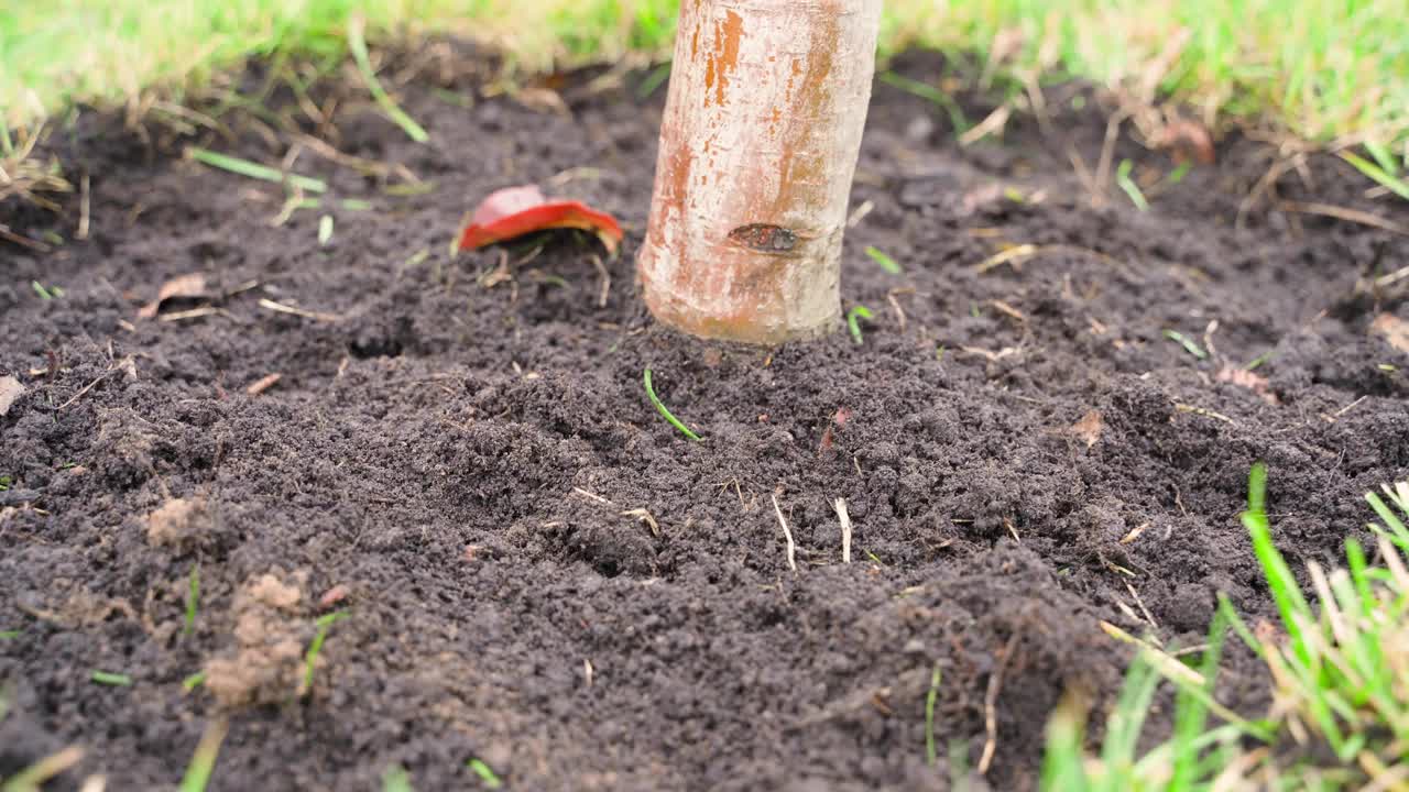 颗粒状的树木肥料被倒入幼树树干附近的土壤中(特写)视频素材