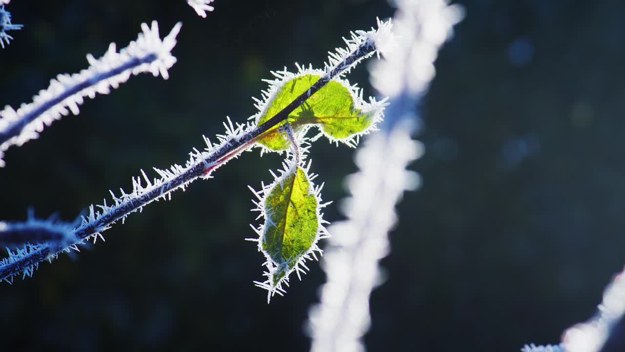 英国花园中的灌木和树枝上散发出霜晶视频下载