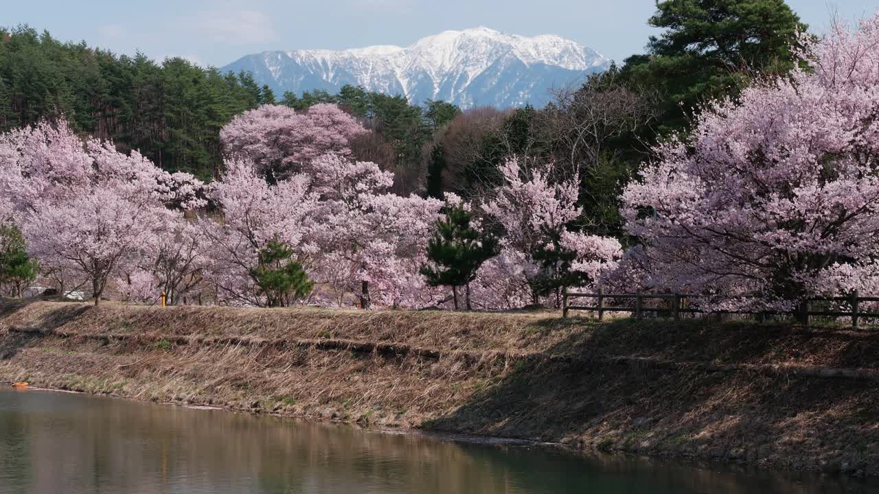 樱花盛开的雪山(缩小):日本长野县仙道岳山视频下载