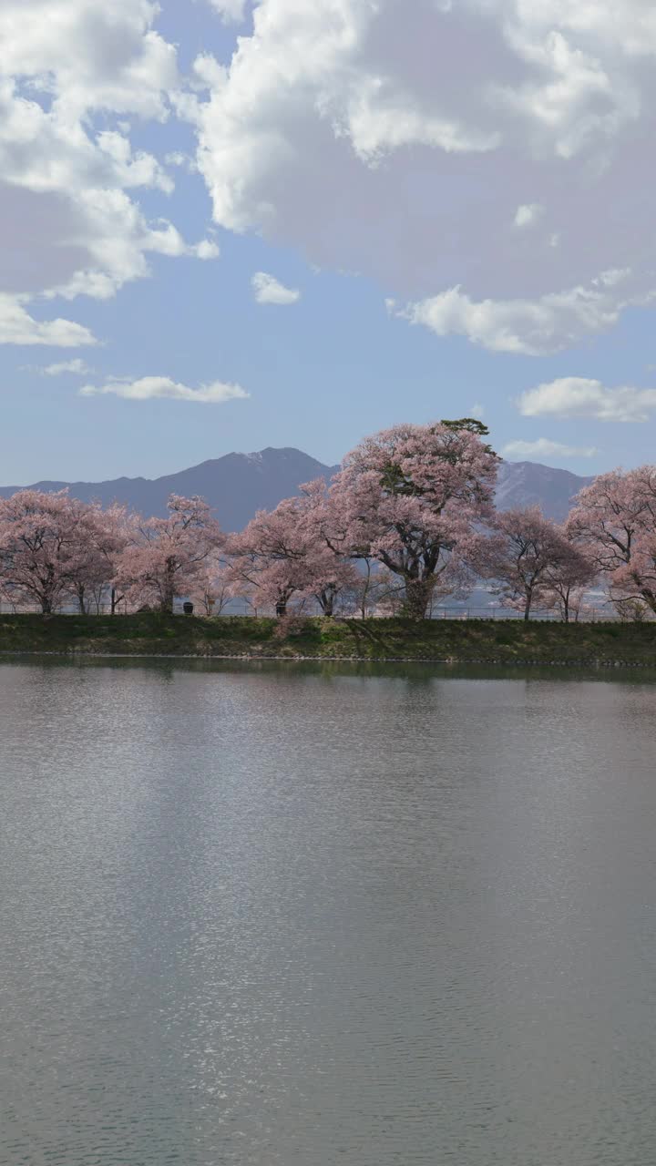 樱花和松树在落花池塘里的倒影(垂直延时拍摄)视频下载