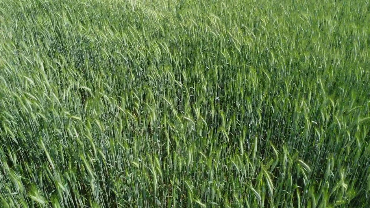 以小麦为粮食作物的谷物种植视频下载