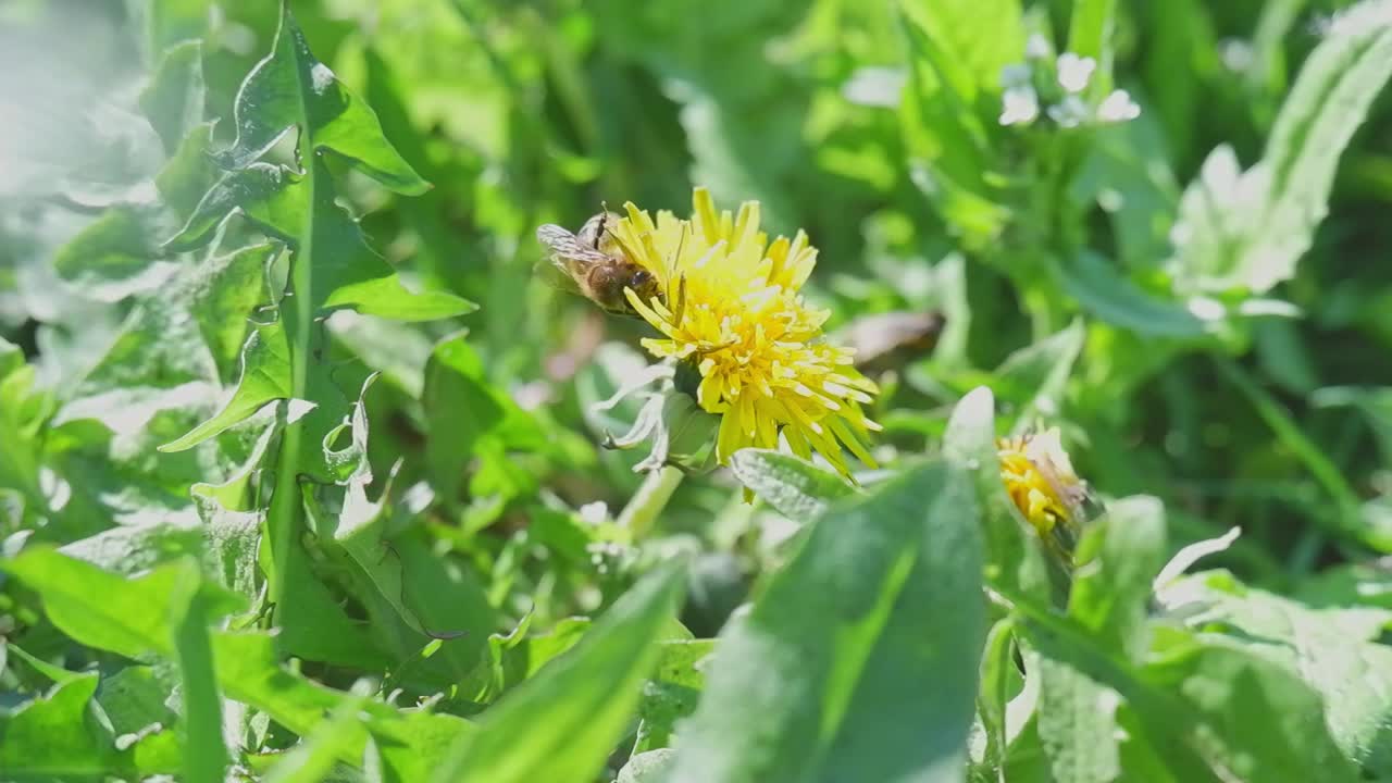 一只蜜蜂在蒲公英上特写。一朵花上的蜜蜂特写。蜜蜂采集花粉视频素材