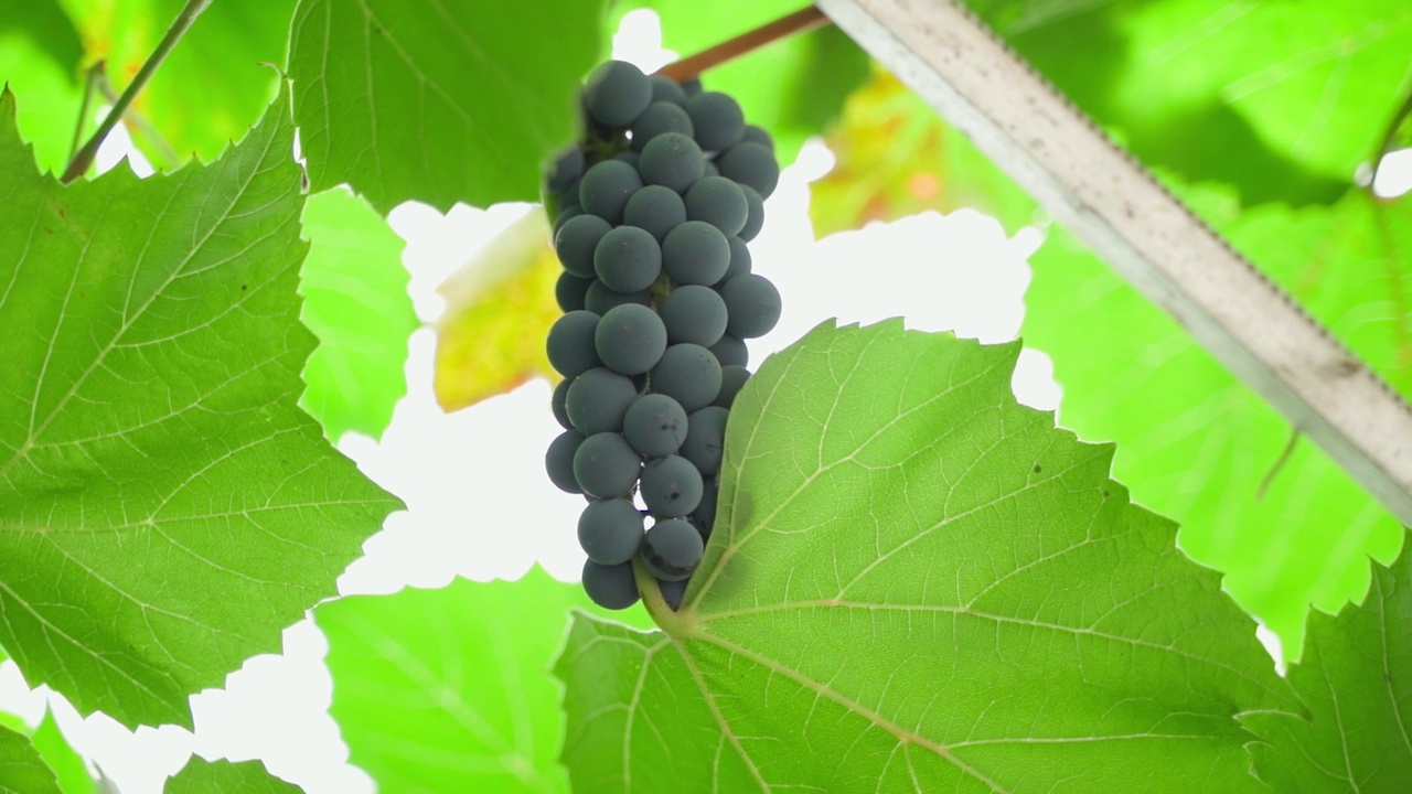 种植蓝葡萄，底部视图视频素材