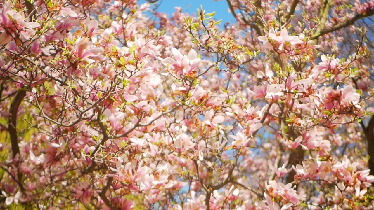 美丽的模糊背景，盛开的玉兰花在公园里，捷克共和国。春天。视频下载