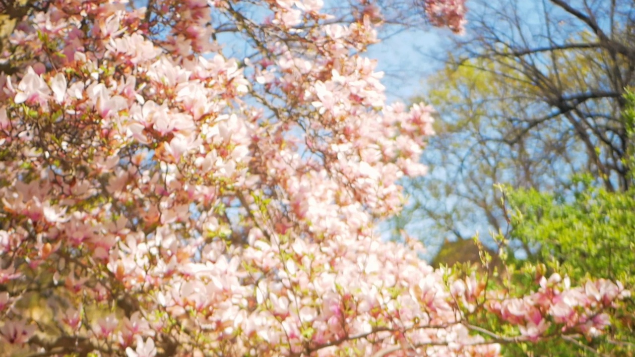 美丽的模糊背景，盛开的玉兰花在公园里，捷克共和国。视频下载