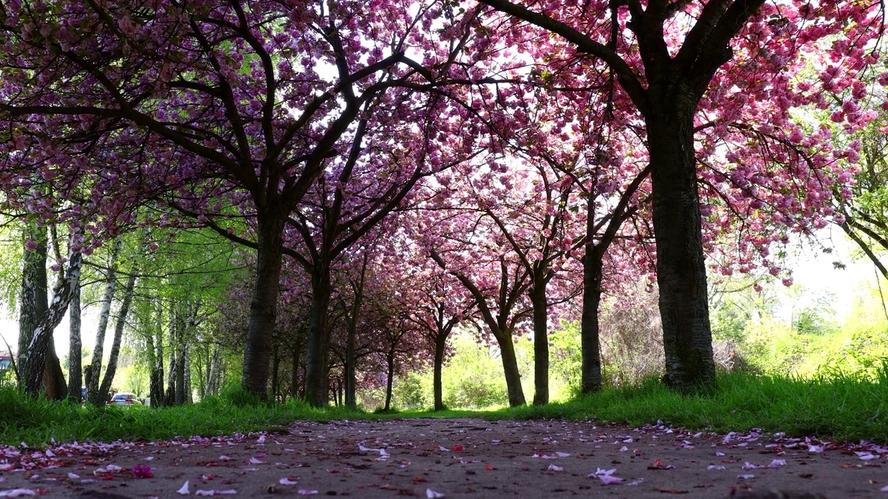 樱桃树的花，嗖视频素材
