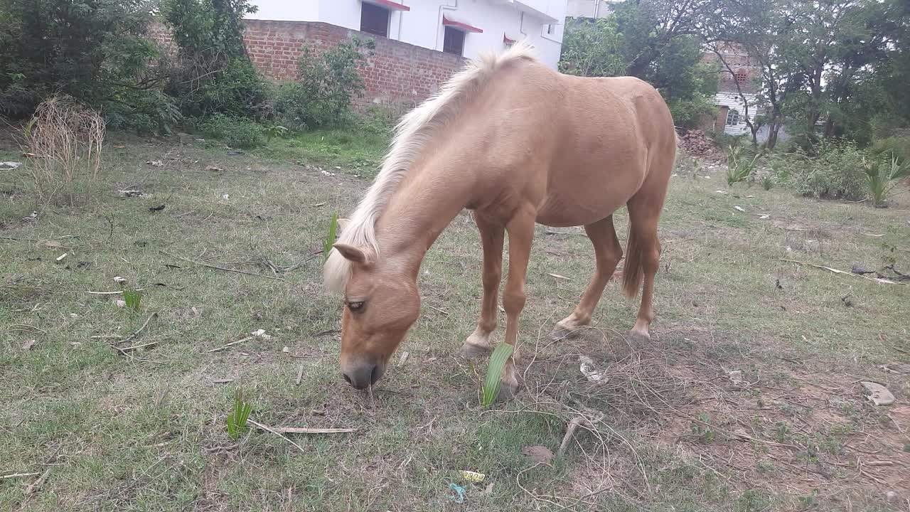 一匹美丽强壮的马在草地上吃草视频素材