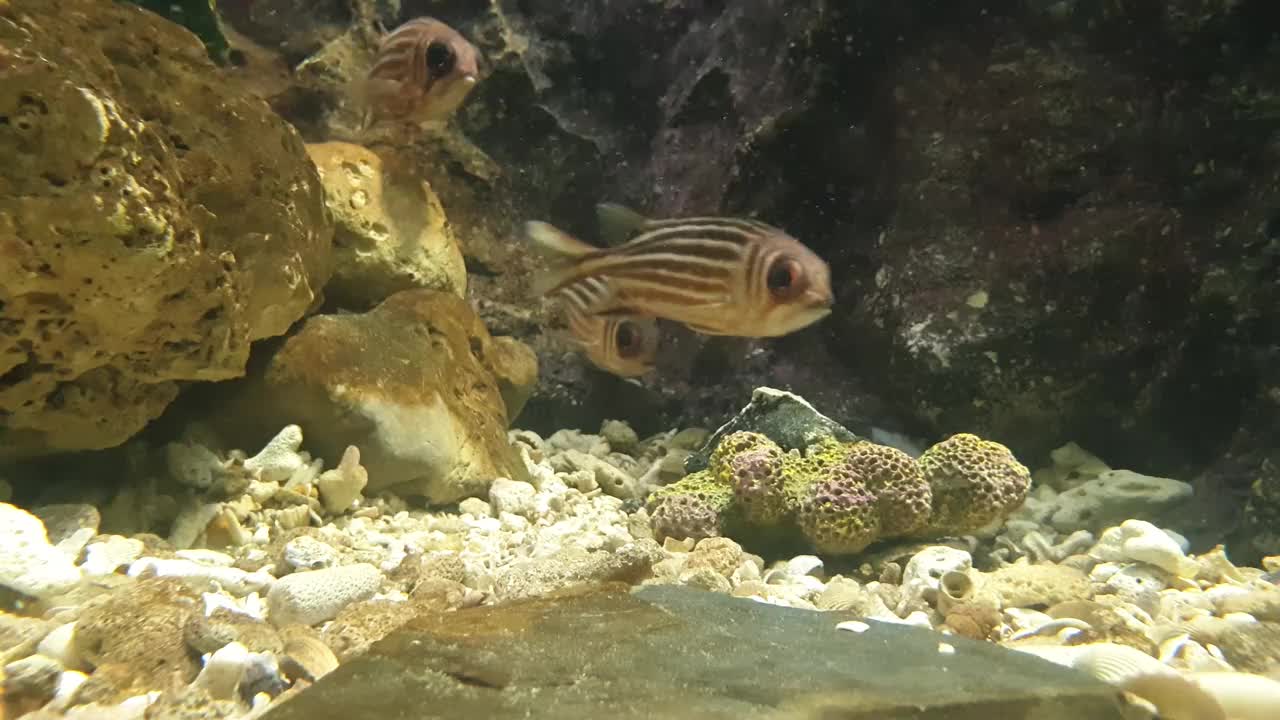 在珊瑚礁里游泳的鱼。视频下载