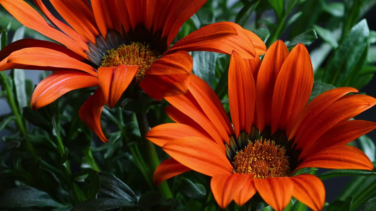 Gazania Flower特写。Gazania的橙色花。Gazania是菊科开花植物的一个属，原产于非洲南部。视频素材