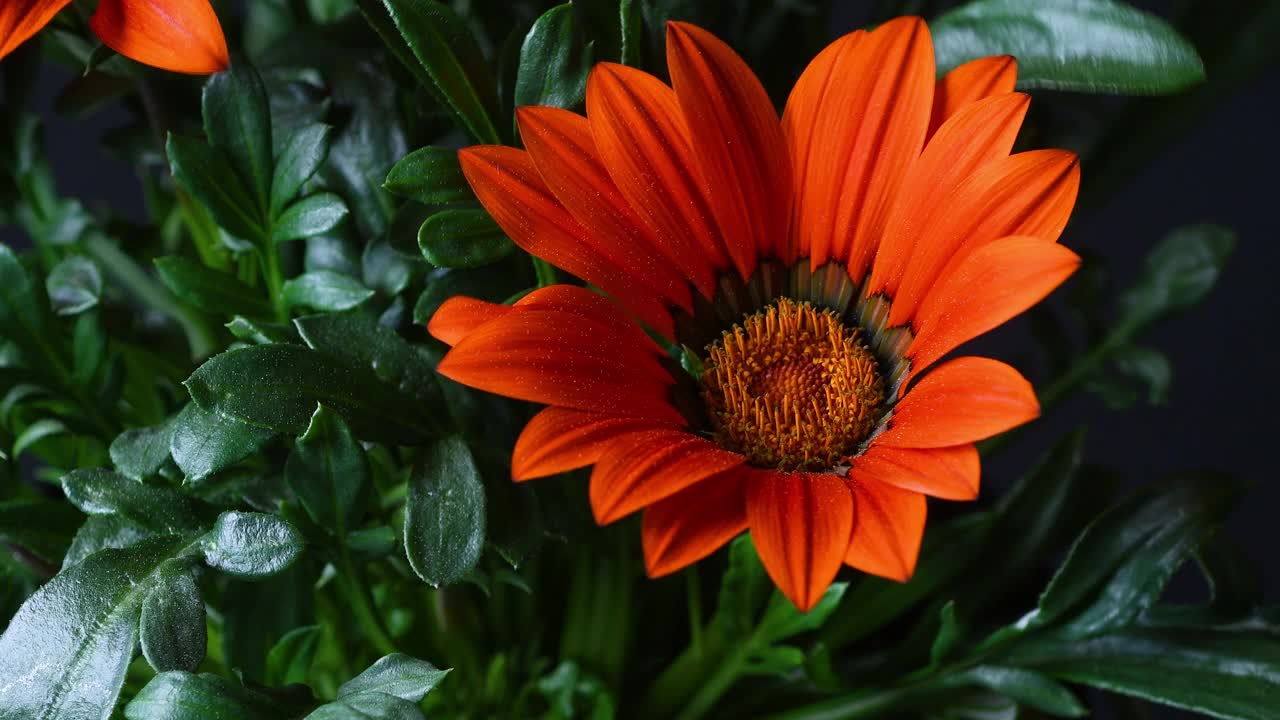 花的原产地。Gazania的橙色花。Gazania是菊科开花植物的一个属，原产于非洲南部。视频素材