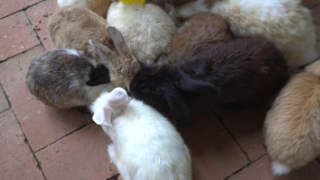 喂小兔子。视频下载