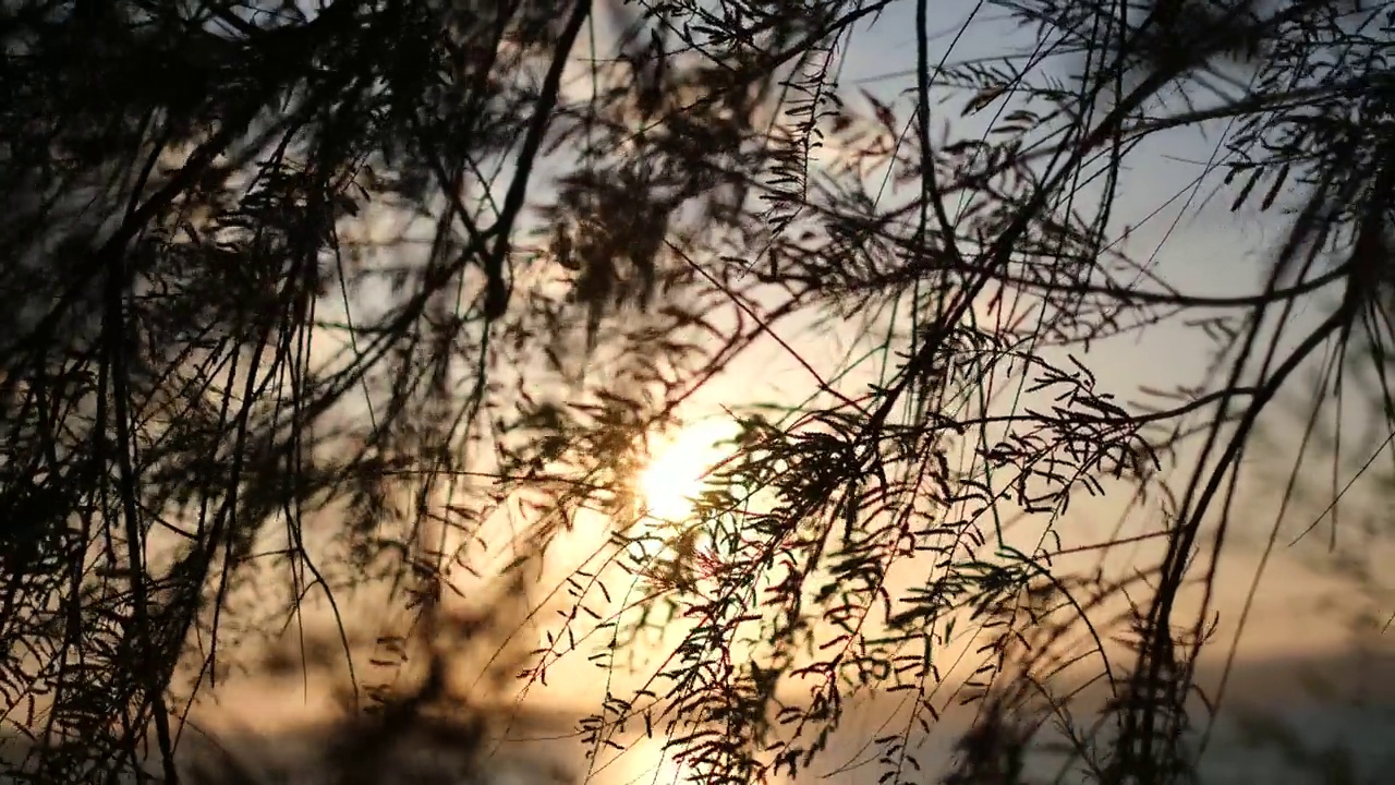 夕阳映着树叶的大海视频素材
