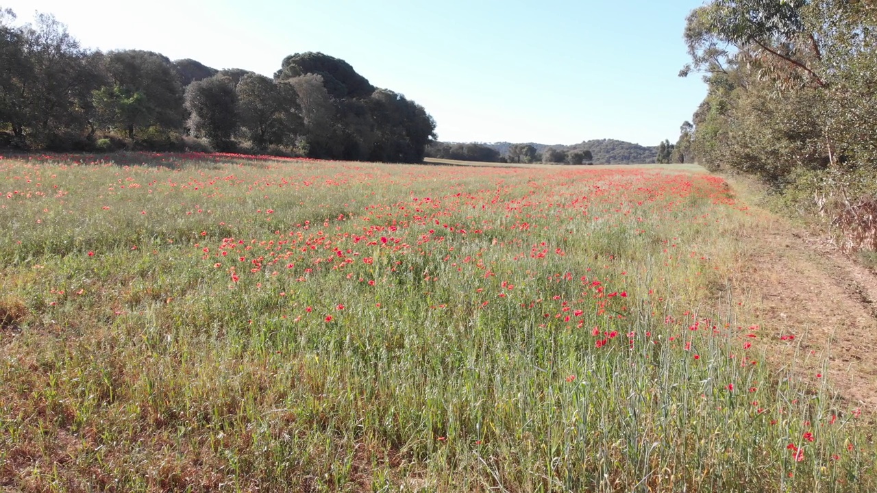无人机拍摄的田野里的红色罂粟花视频下载