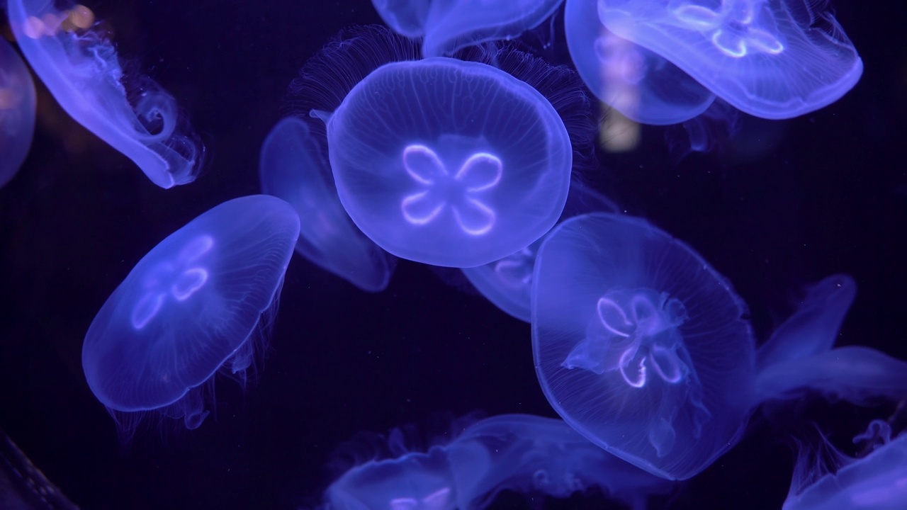 一群蓝色水母在海洋深处缓慢地游动。他们半透明的身体和优雅的动作创造了一个迷人的展示。视频下载
