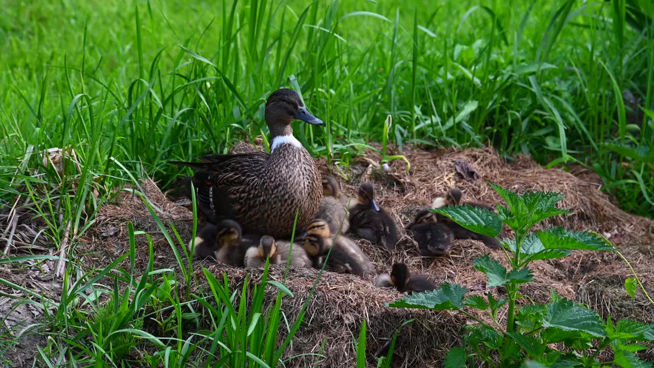 一只鸭妈妈和她的孩子们在草地上视频下载