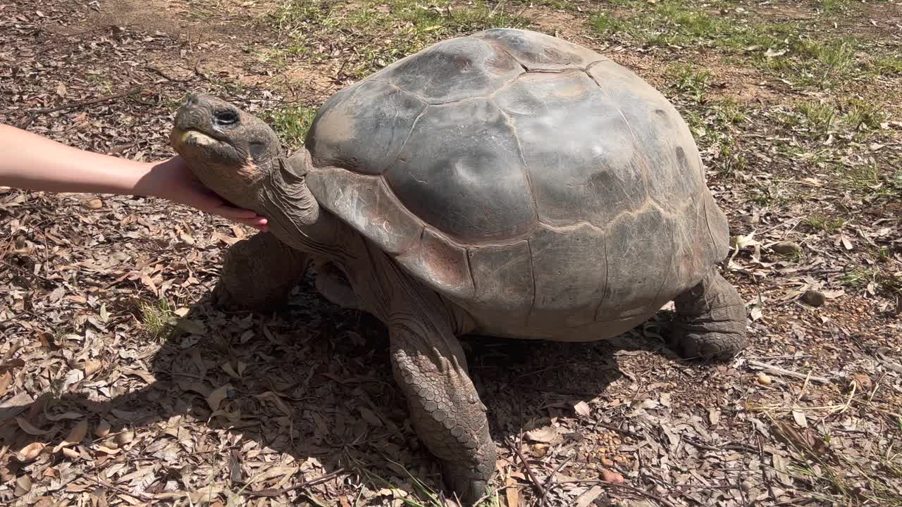 人抚摸着巨大的雌性Galápagos巨型乌龟视频下载