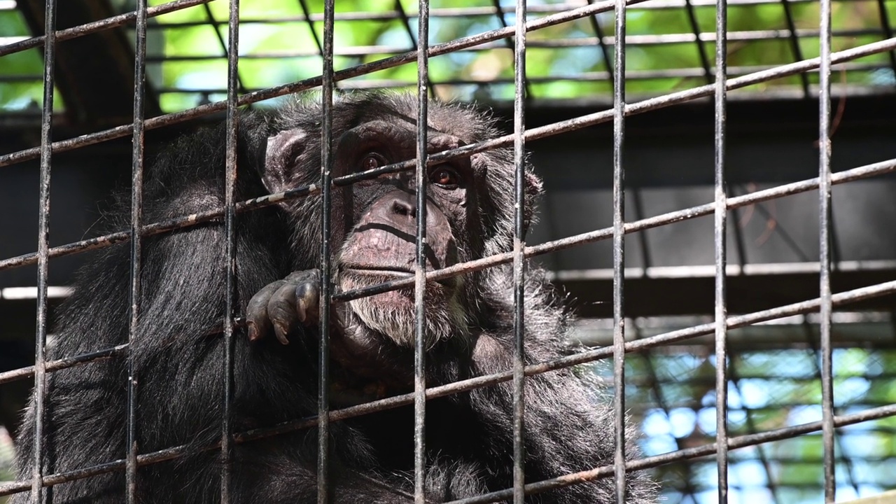 笼子里可怜的黑猩猩视频下载